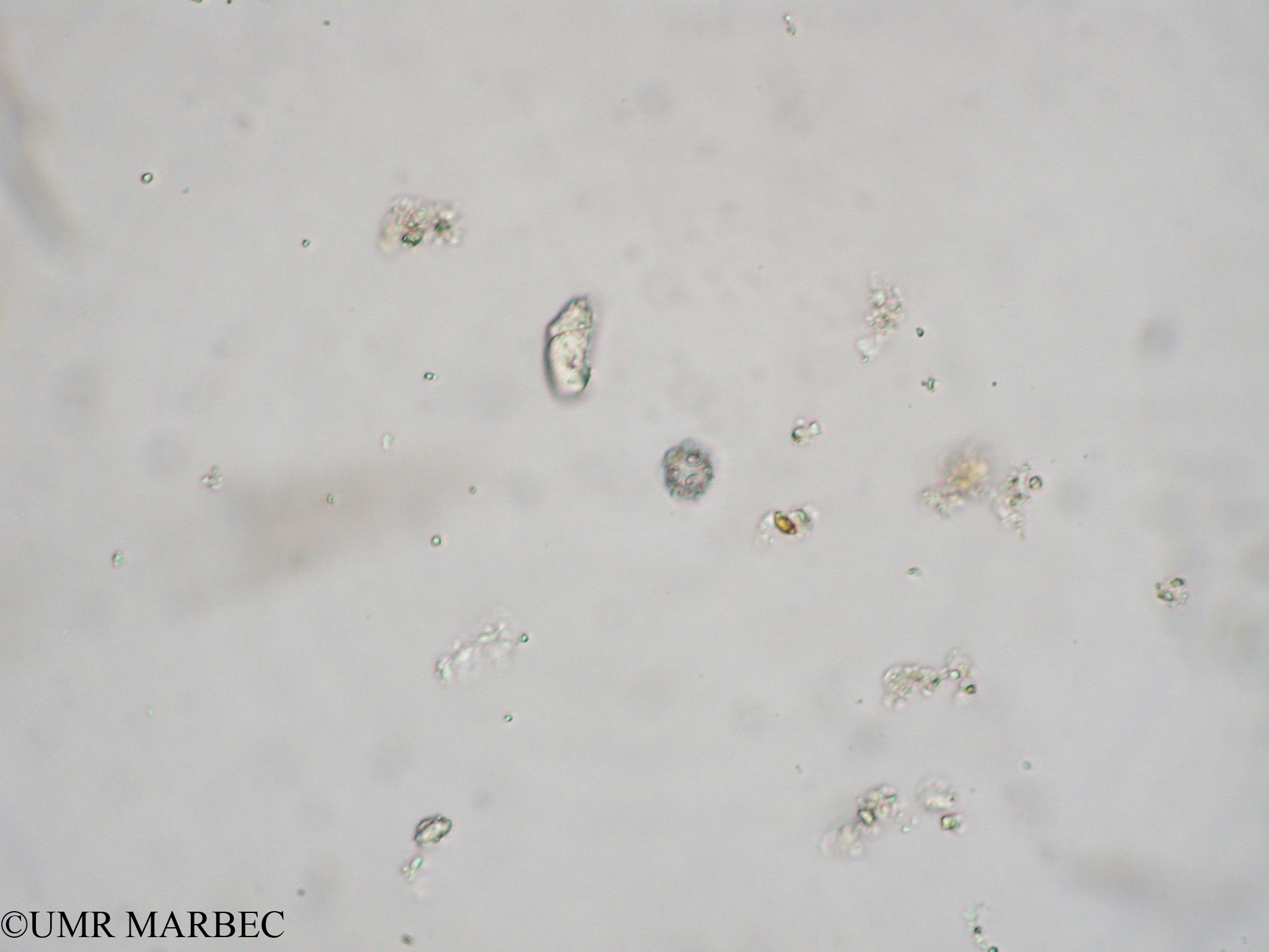 phyto/Tulear Lagoon/all/ICAR2 Avril 2008/Emiliania huxleyi (Inconnu 11 Coccolitophoride 1 x1.5x40 c)(copy).jpg